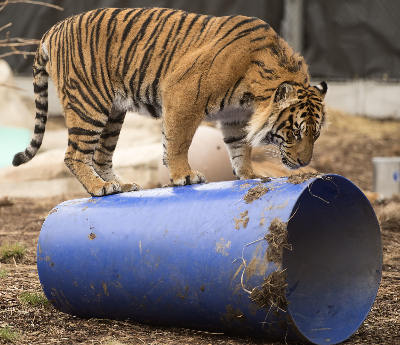 Lincoln Children's Zoo tigers